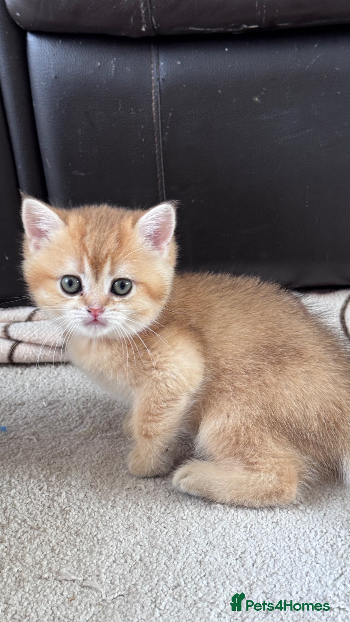 British Shorthair cats for sale: ADORABLE GCCF BSH CHOCOLATE GOLD KITTENS  - Advert 14