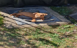 Mixed Breed dogs for sale: Lakeland /Parson bitch puppy - Image 3