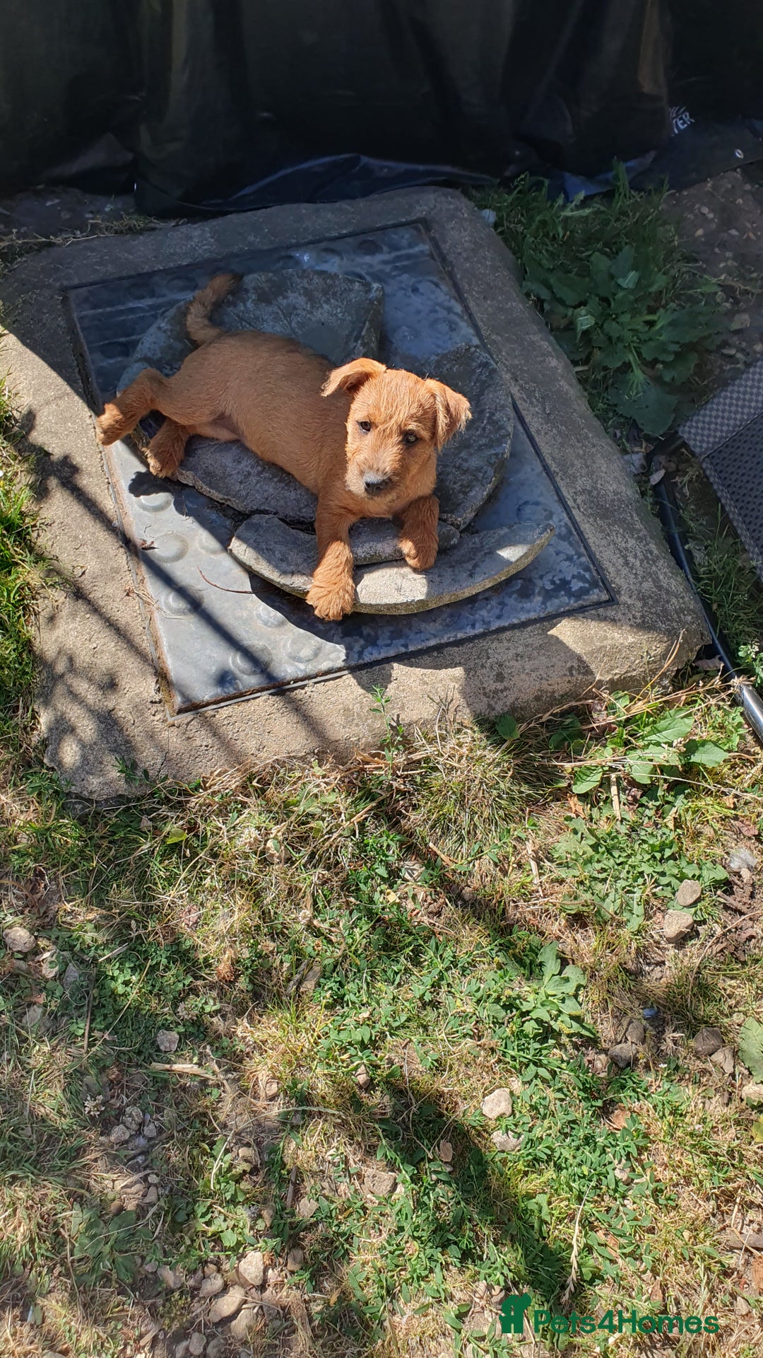 Mixed Breed dogs for sale: Lakeland /Parson bitch puppy - Image 3