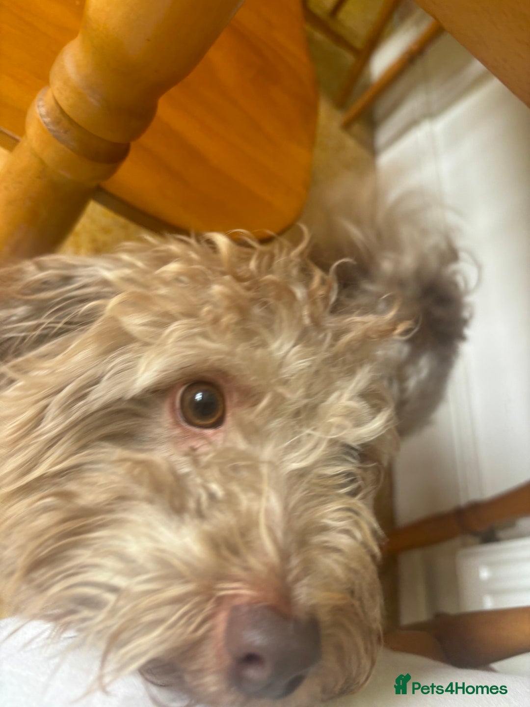 Mixed Breed dogs for sale: Archie - Image 3