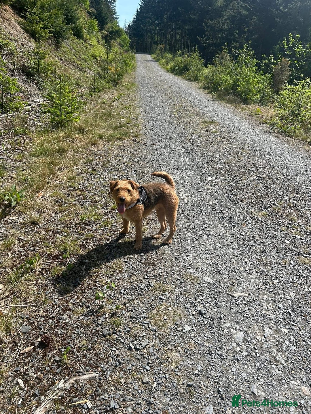 Mixed Breed dogs for sale: 22 Month Old Patter-Land Female - Image 3
