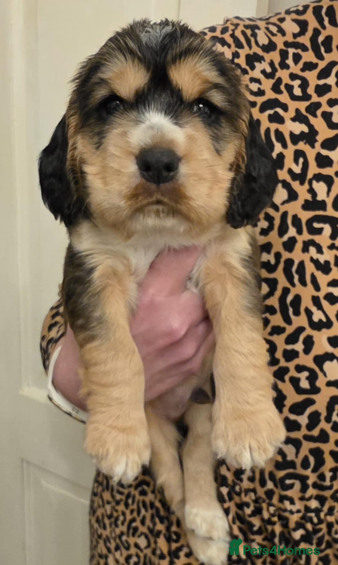 Sprocker dogs for sale: Beautiful litter of Sprockers - Advert 8