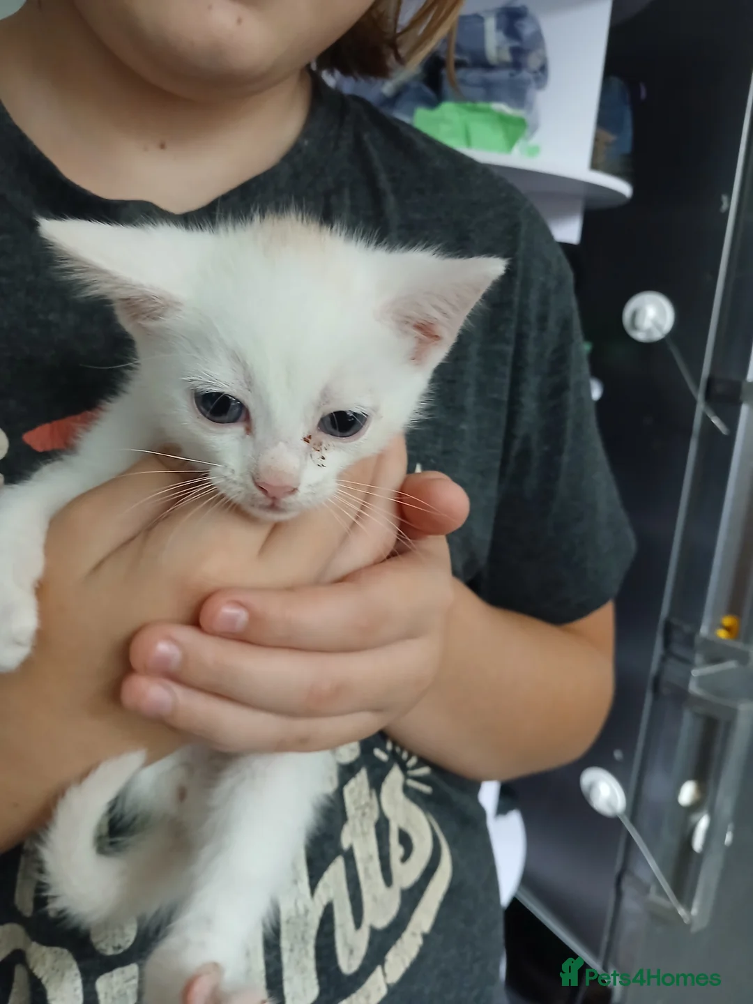 Mixed Breed cats for sale: 5 kittens available  - Advert 2