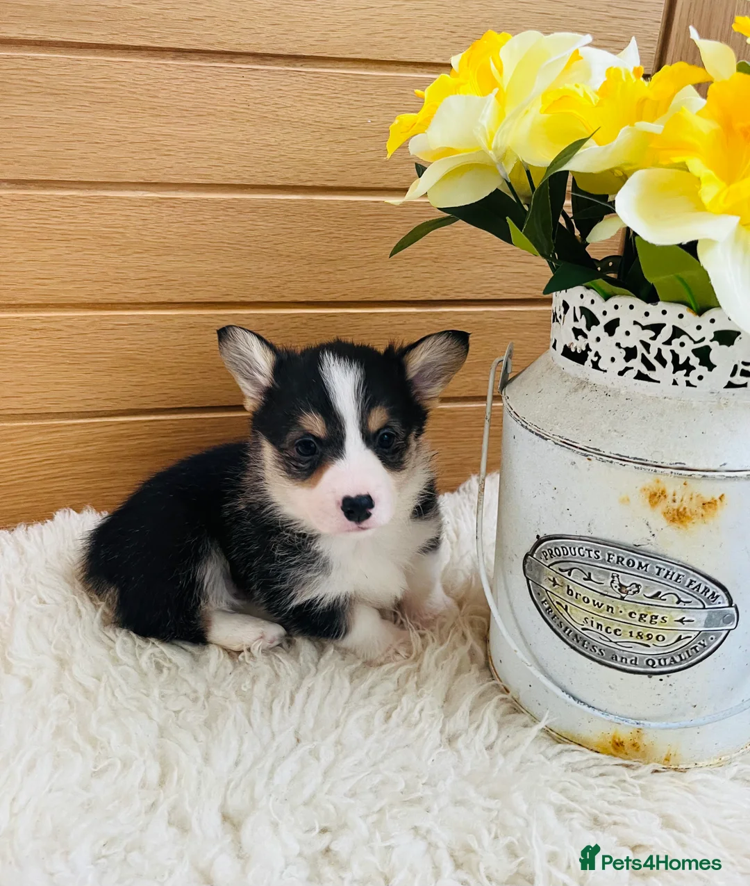Welsh Corgi Pembroke dogs for sale: KC reg Welsh Corgi Pembroke puppies - Advert 15