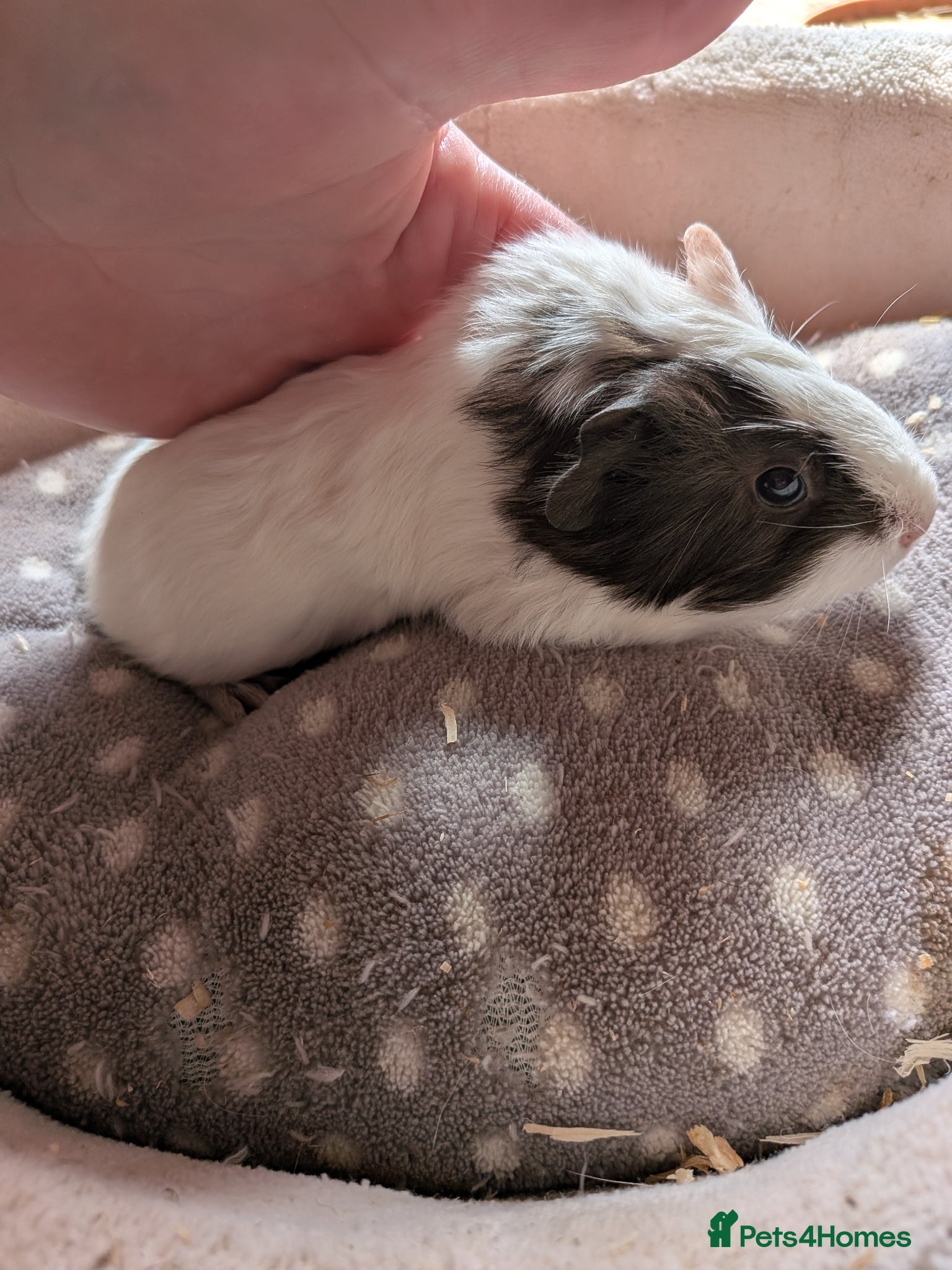 Guinea Pig rodents 2 little baby boy Guinea pigs - Advert 4