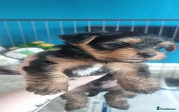 Yorkshire Terrier dogs for sale: Yorkshire Puppies for Sale  - Image 4