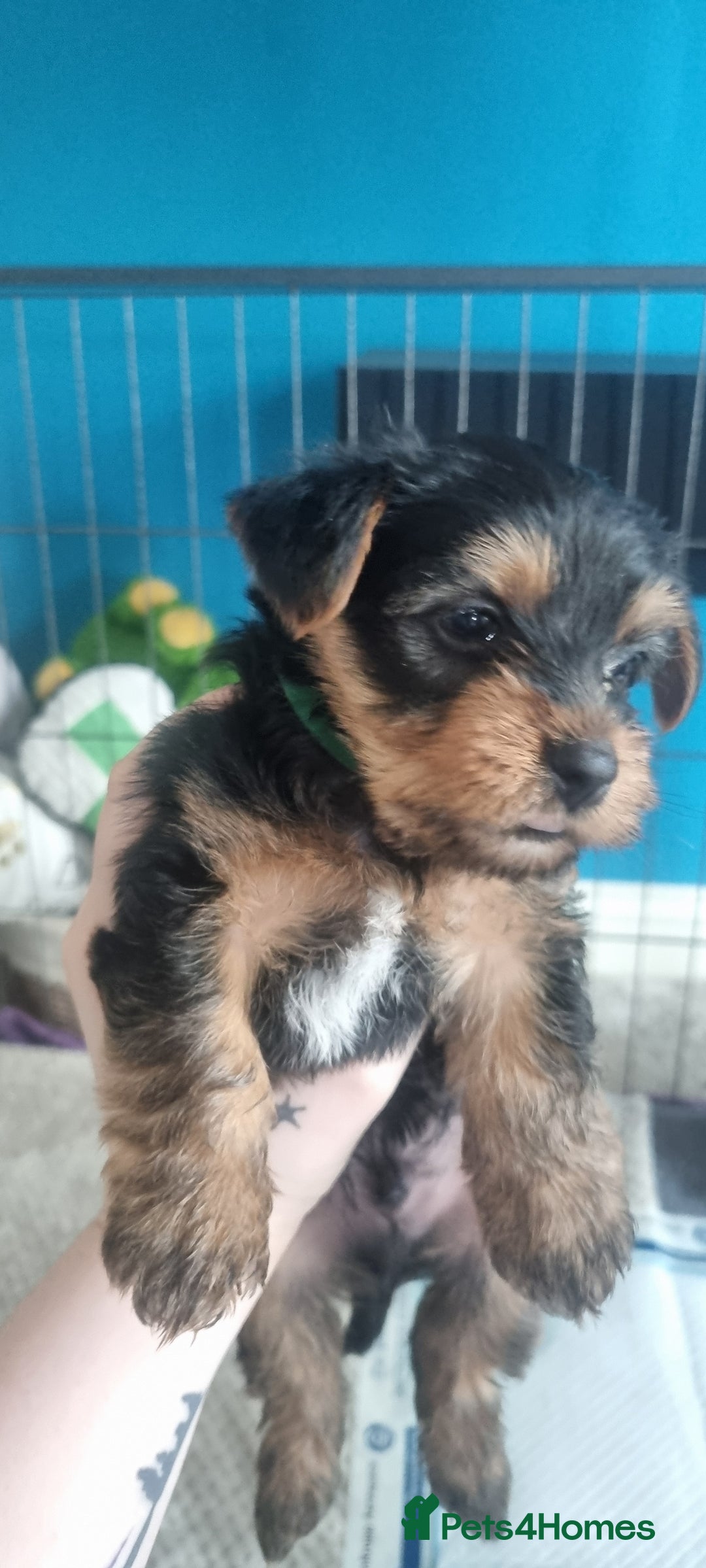 Yorkshire Terrier dogs for sale: Yorkshire Puppies for Sale  - Image 4