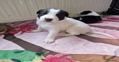 Mixed Breed dogs - Advert 3