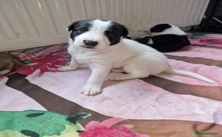 Mixed Breed dogs - Advert 2