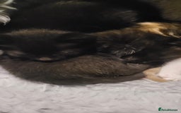 Mixed Breed cats for sale: Beautiful kittens needing loving homes - Image 19