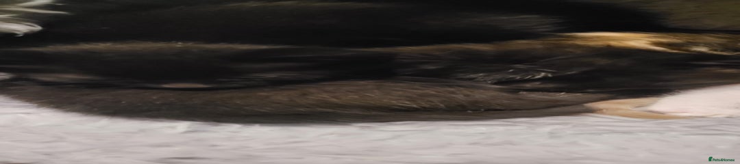 Mixed Breed Kitten 2