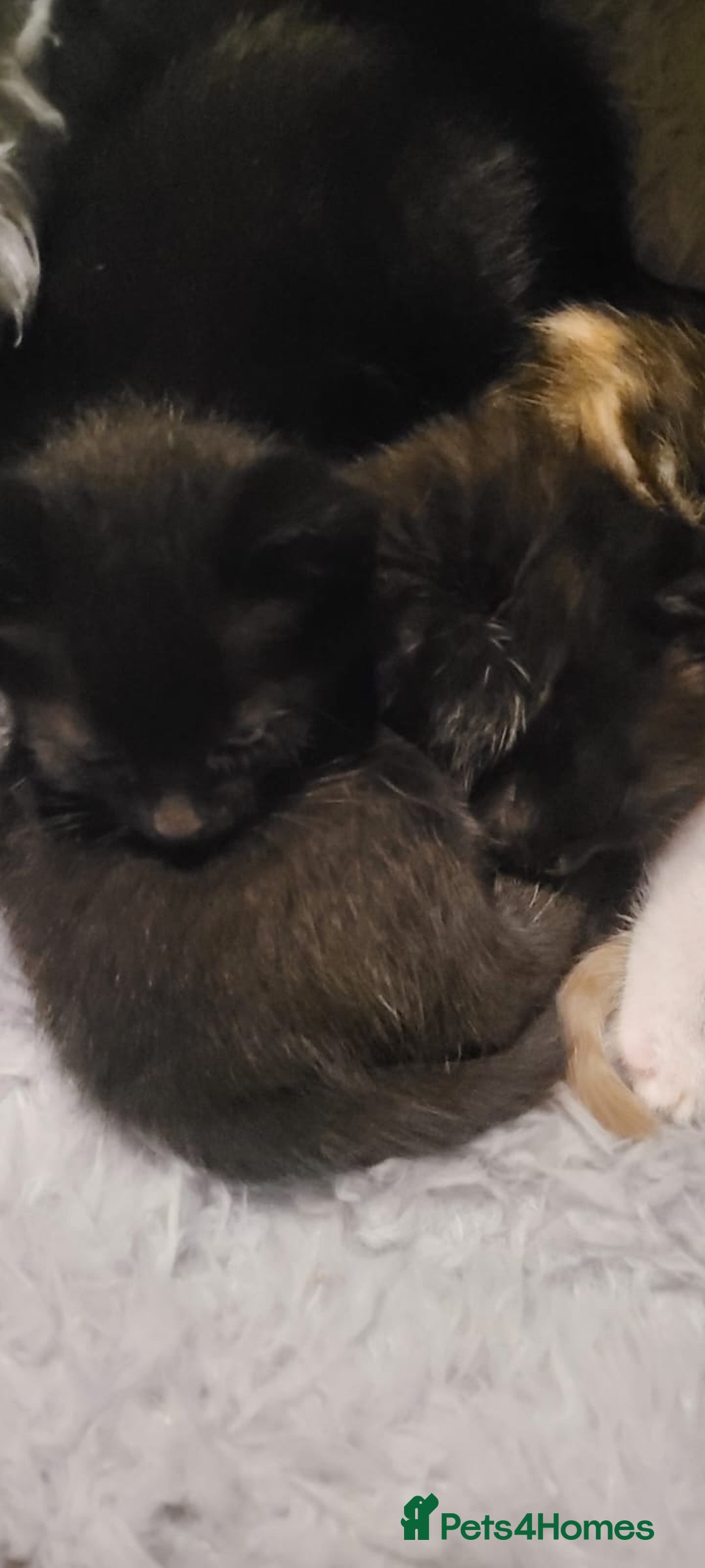 Mixed Breed cats for sale: Beautiful kittens needing loving homes - Image 19