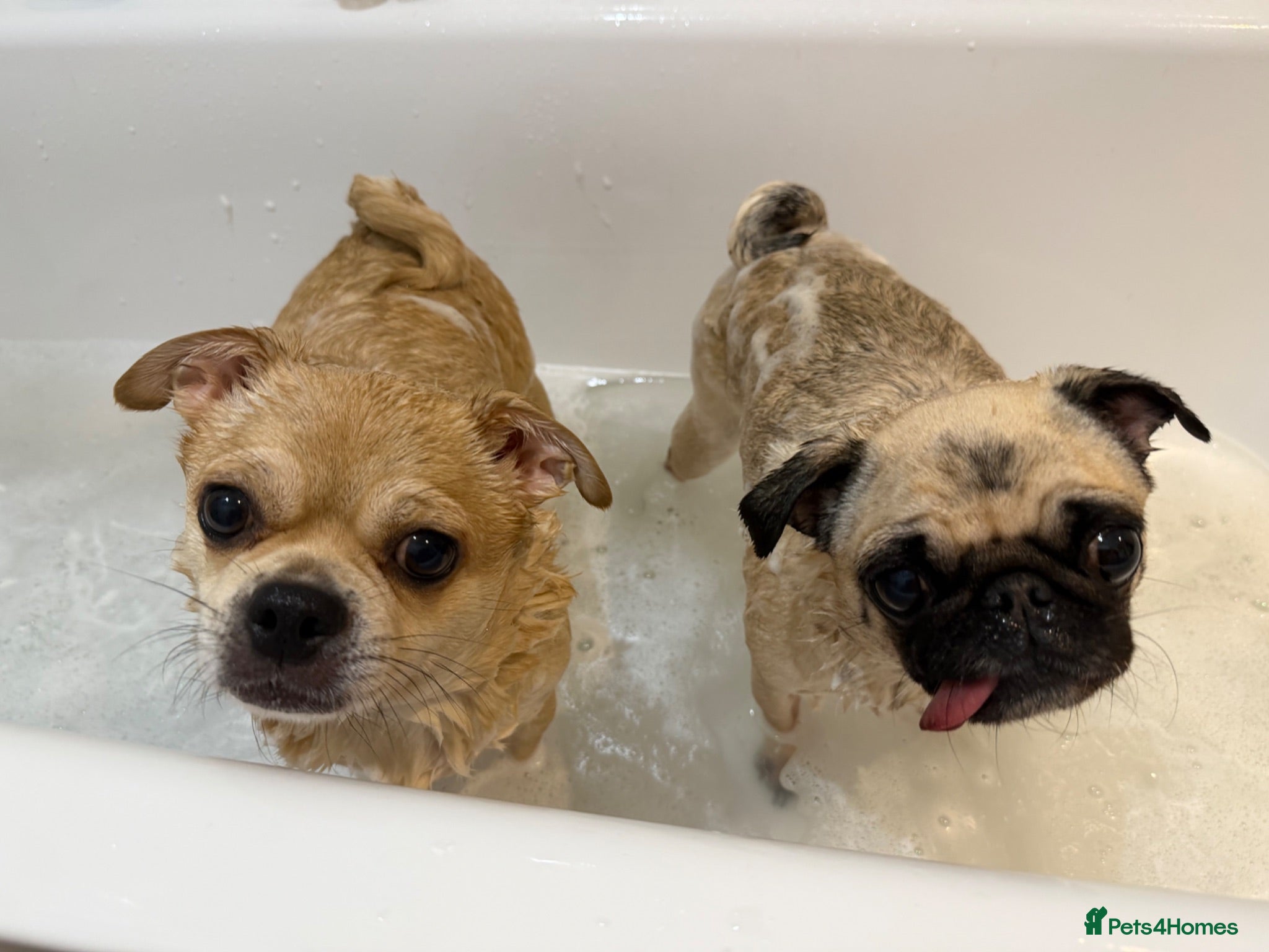 Pug dogs Ivy and Bailey to go together  - Advert 7