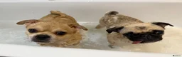 Pug dogs for sale: Ivy and Bailey to go together  in Sheerness - Advert 1