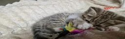 Exotic cats for sale: 4 beautiful exotic x kittens - Advert 9
