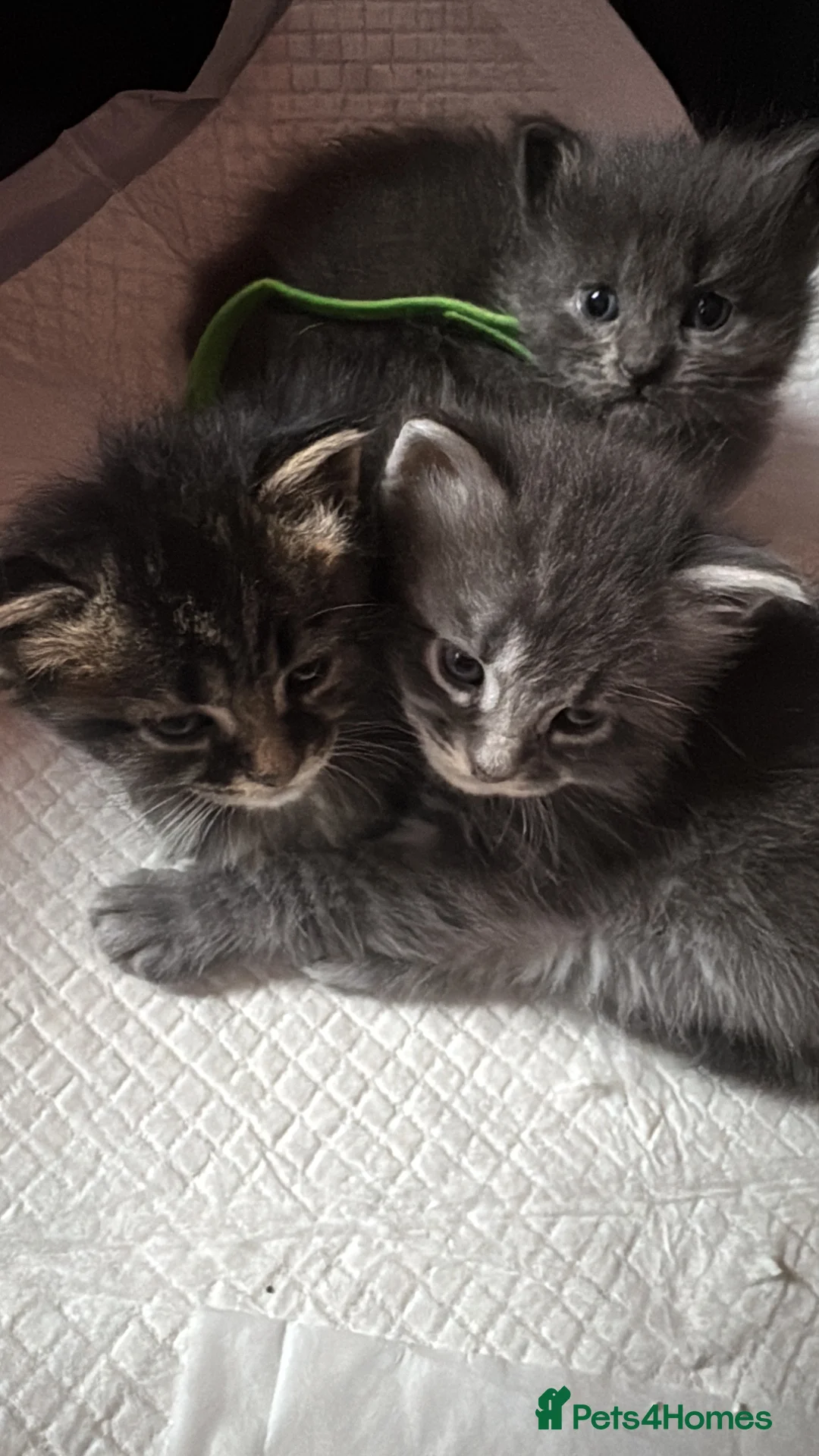 Maine Coon cats for sale: Maine coon X Tabby Kittens - Advert 2