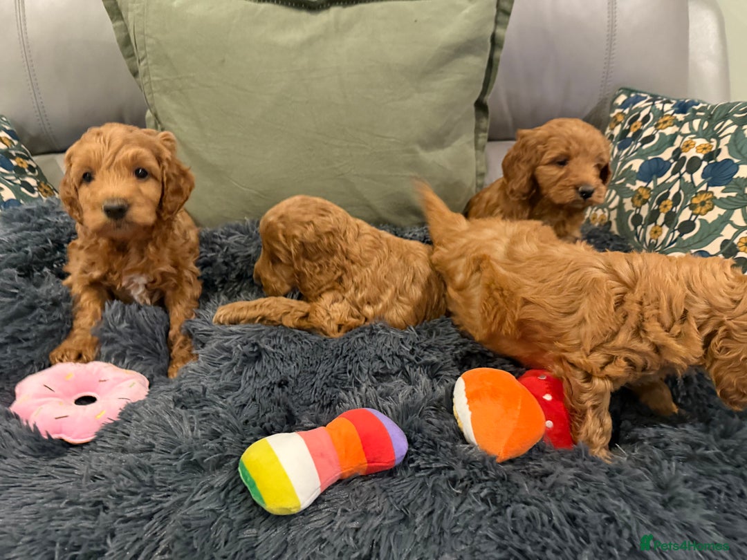 Cockapoo dogs for sale: MINI F1b COCKAPOO Puppies - Advert 4
