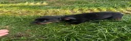 Beauceron dogs for sale: 🌟Merdelaine Beaucerons🌟extensively tested litter - Advert 13