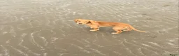 Cocker Spaniel dogs for sale: Golden cocker spaniel  in Abergele - Advert 2