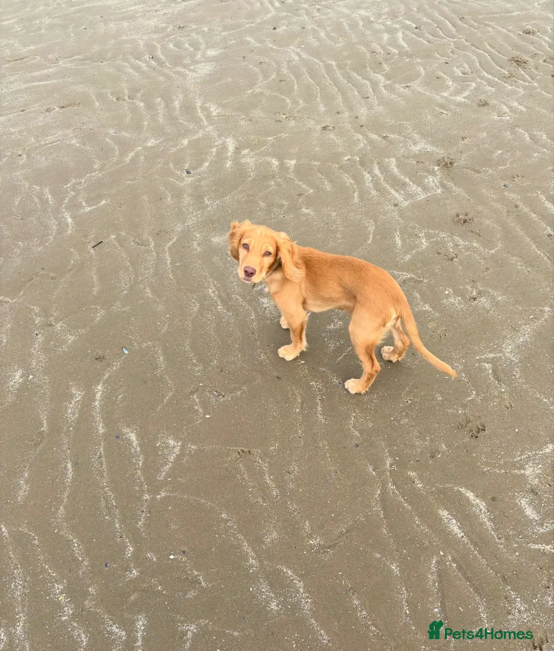 Cocker Spaniel dogs for sale: Golden cocker spaniel  in Abergele - Advert 2