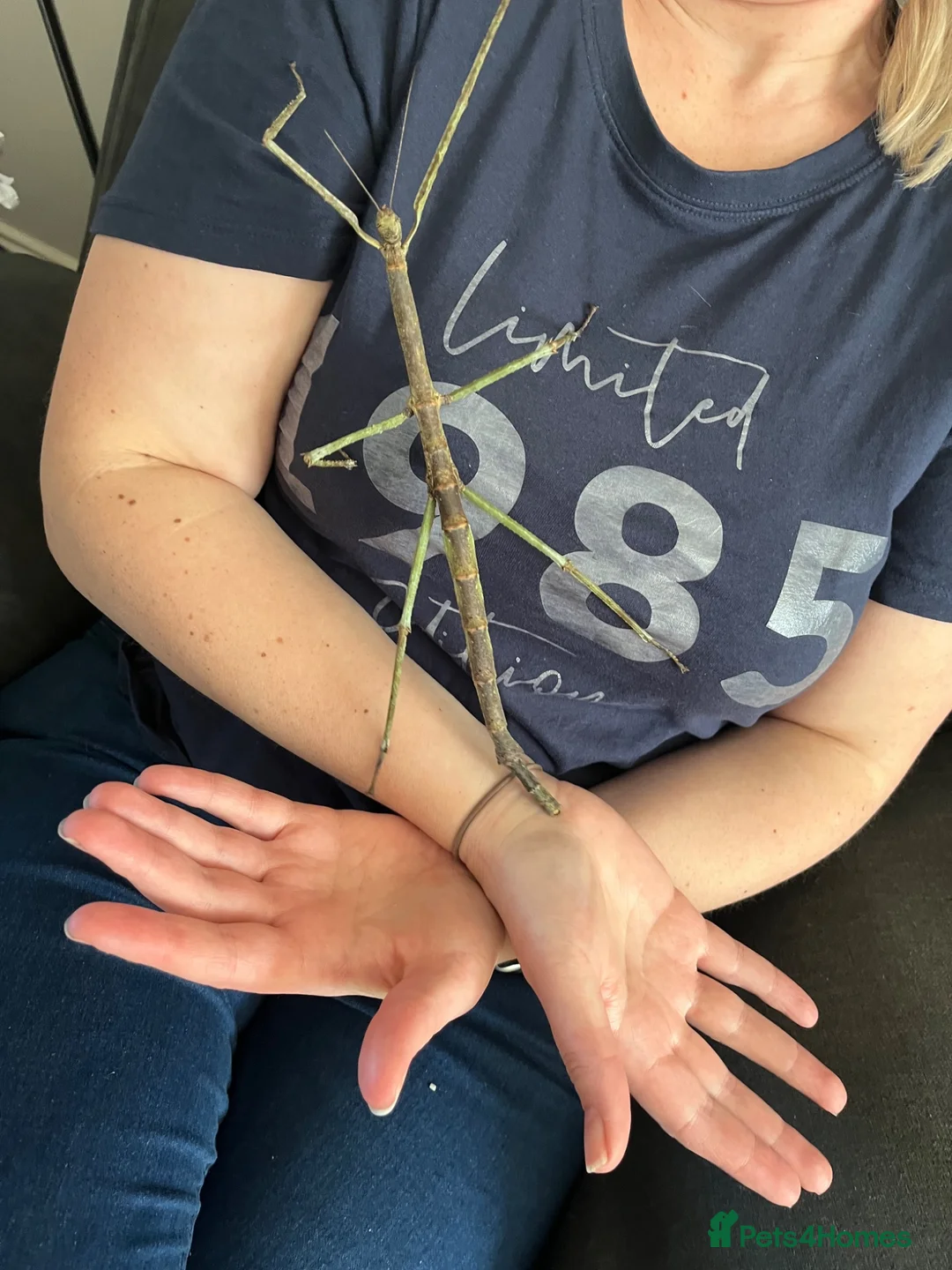 Stick Insects invertebrates for sale: Tirachoidea jianfenglingensis EGGS - Advert 1