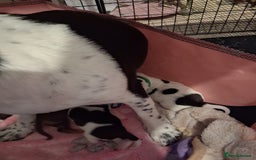 Mixed Breed dogs for sale: Jack Russell cross dachshund puppies  - Image 3