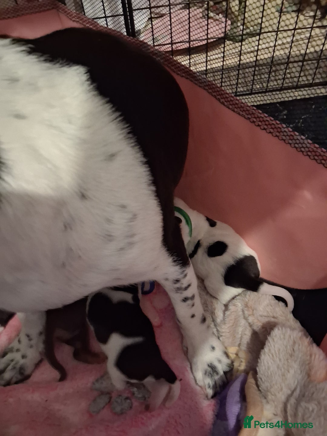 Mixed Breed dogs for sale: Jack Russell cross dachshund puppies  - Image 3