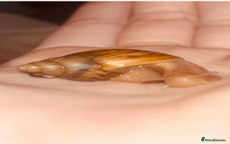 Snails invertebrates for sale: Giant African land snails  - Image 3