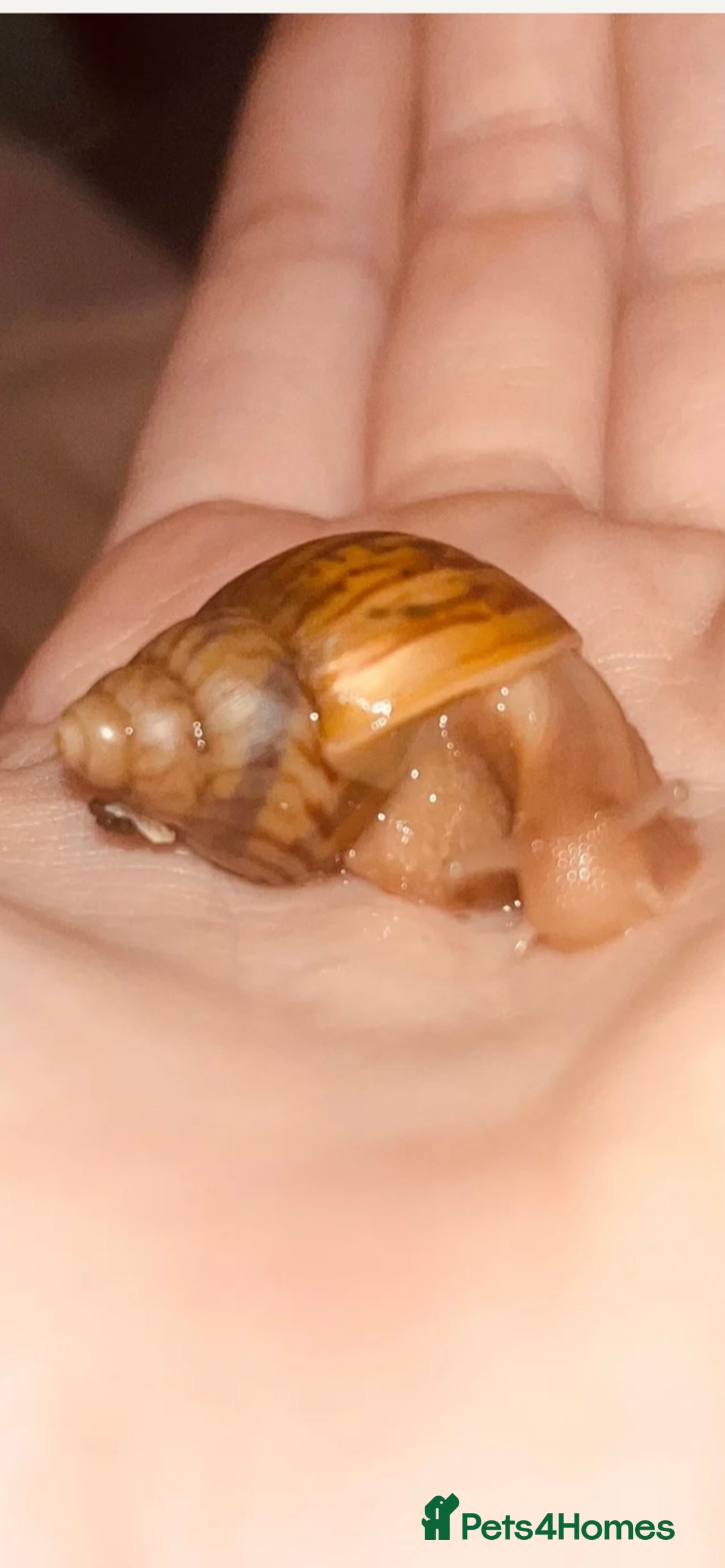 Snails invertebrates for sale: Giant African land snails  - Image 3