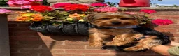 Yorkshire Terrier dogs for sale: Yorkshire terrier male 12 months  in Burntwood - Advert 2