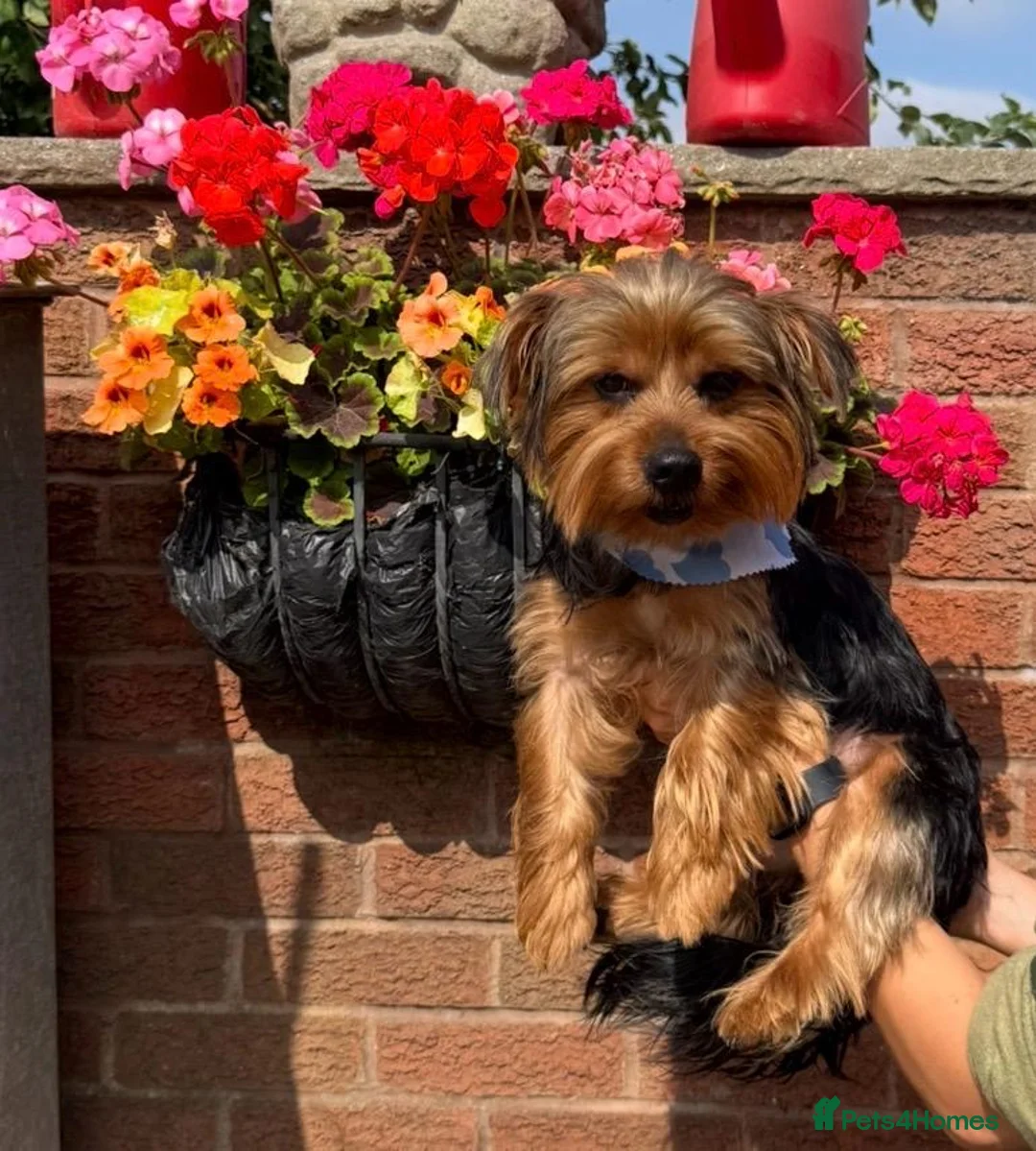 Yorkshire Terrier dogs for sale: Yorkshire terrier male 12 months  in Burntwood - Advert 2