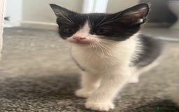 Mixed Breed cats for sale: WHITE and black beautiful kittens. READY NOW - Image 4