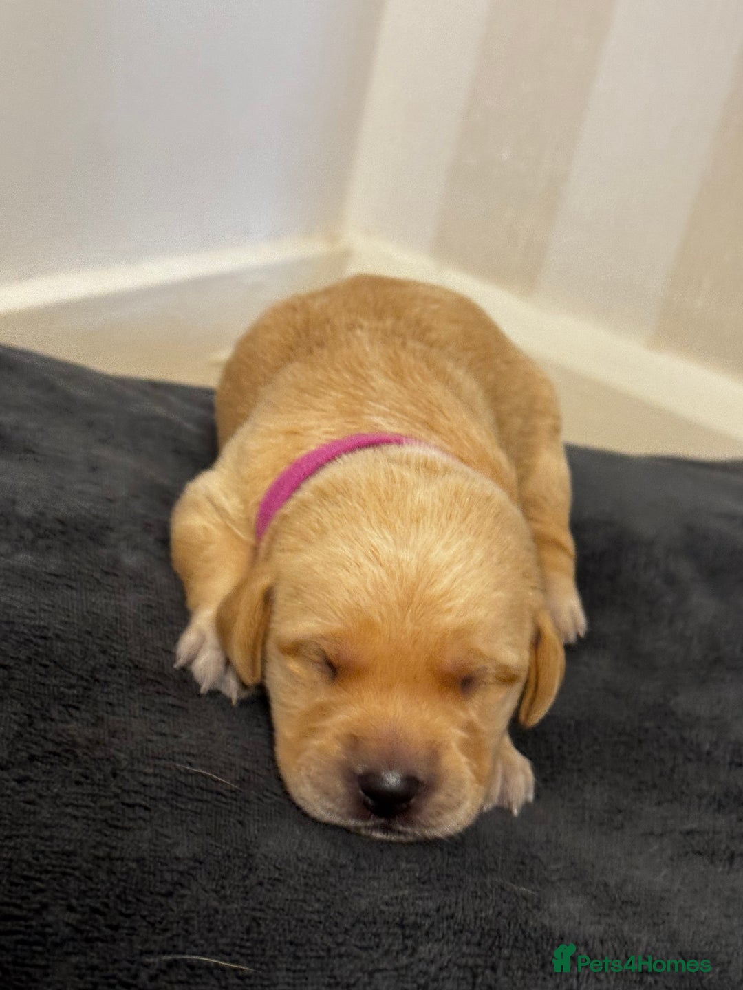 Labrador Retriever dogs for sale: Stunning, White/Yellow KC Registered Labrador Pups - Image 25