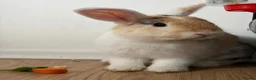 Mini Lop rabbits for sale: Mini lop mix in Runcorn - Advert 3