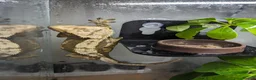 Gecko reptiles for sale: Crested gecko  in Paignton - Advert 7