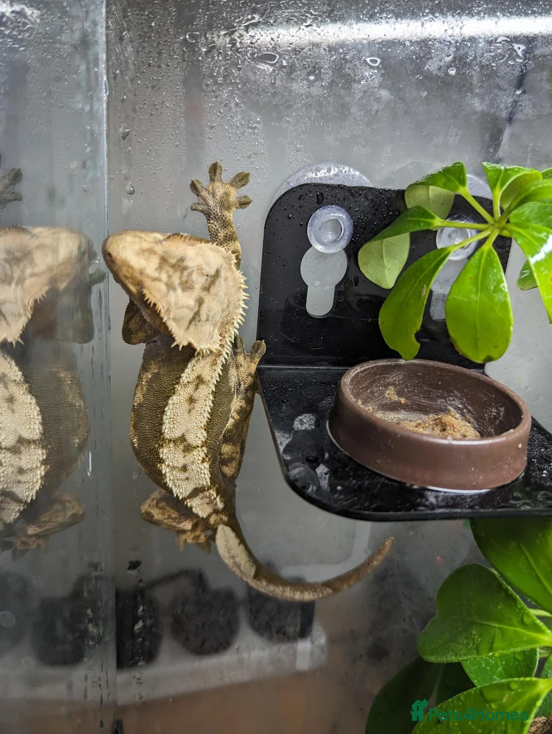 Gecko reptiles for sale: Crested gecko  in Paignton - Advert 7
