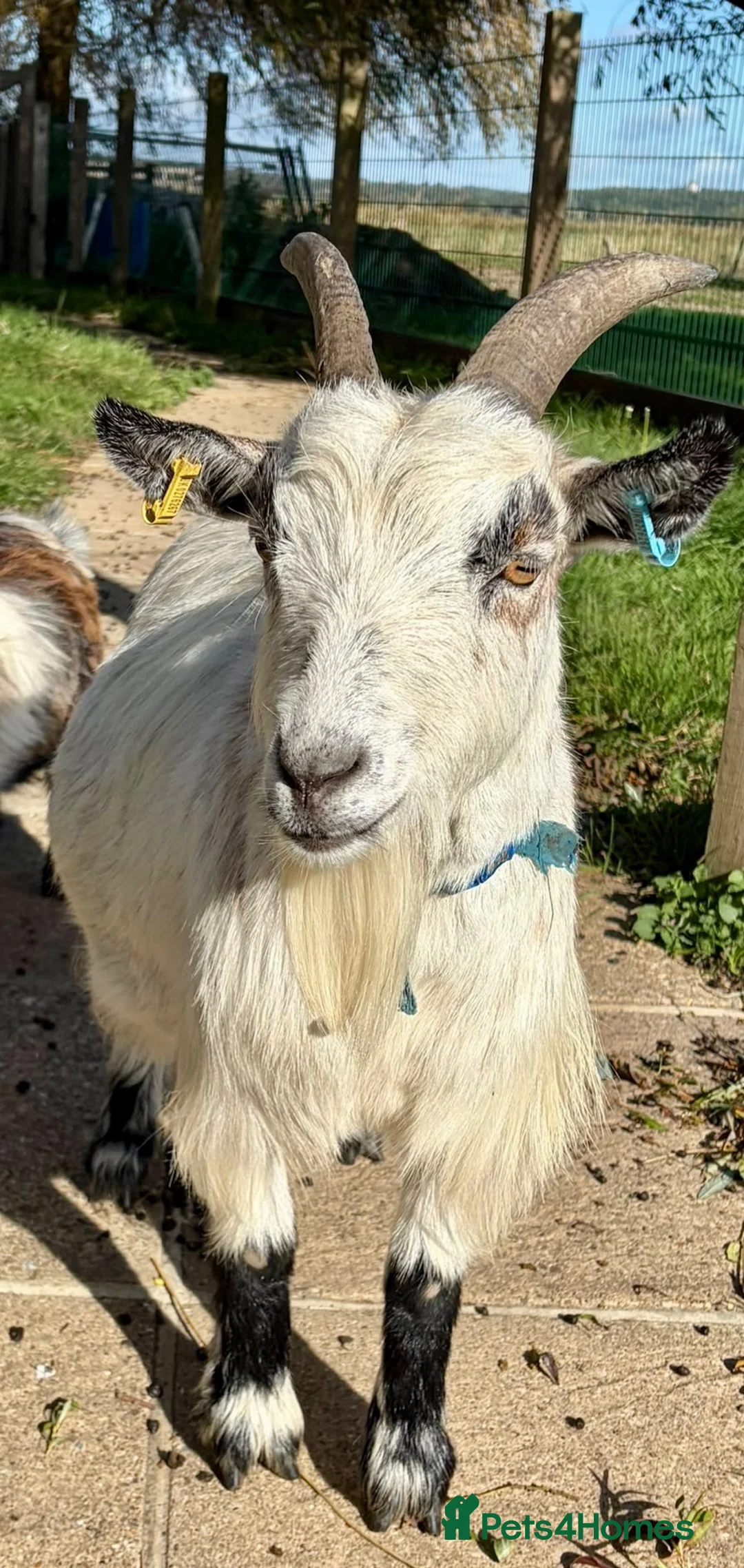 Goats livestock for sale: Pygmy goat wether  in Hailsham - Advert 2