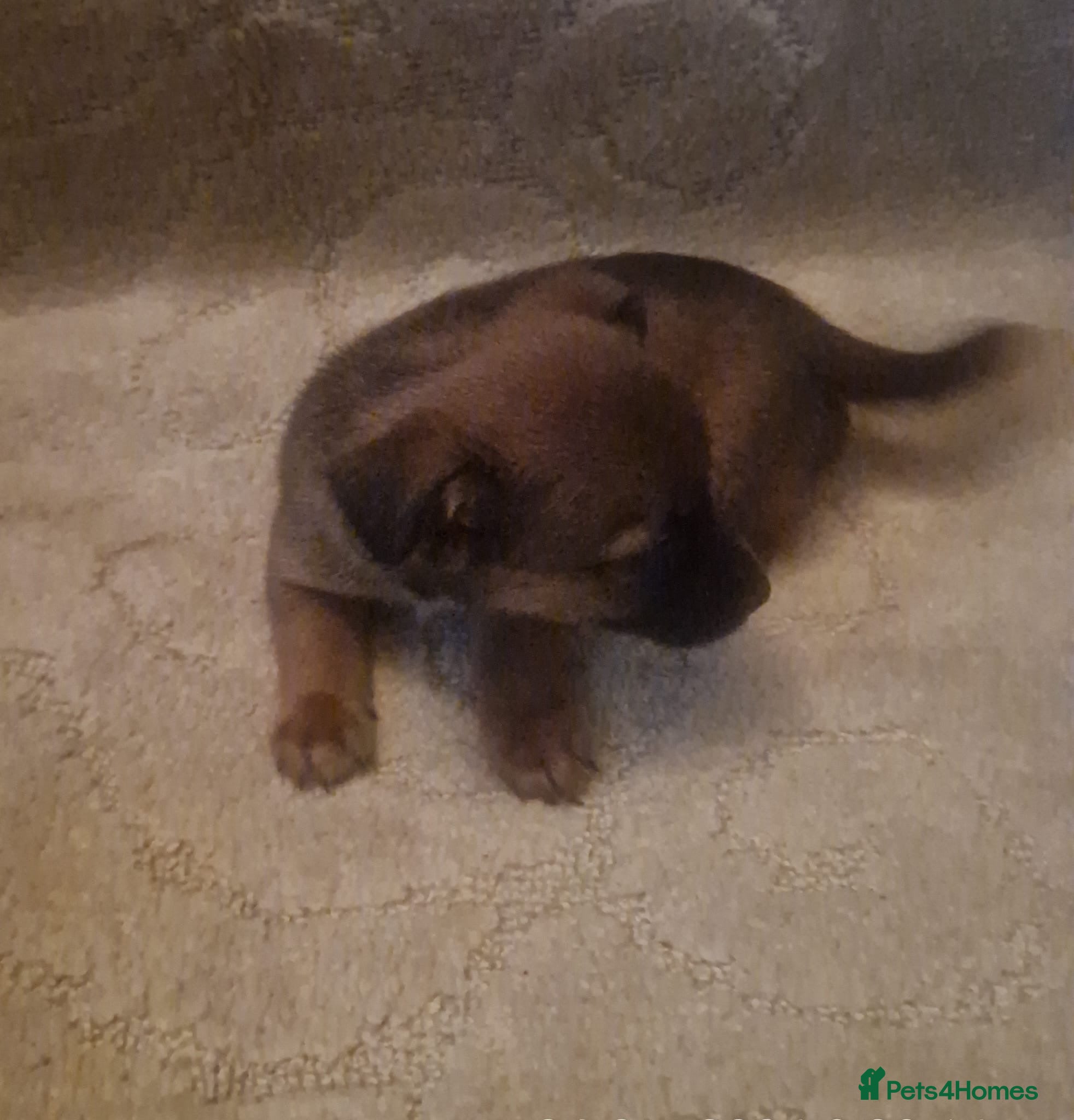 Jack Russell dogs for sale: Beautiful jack Russell puppy’s  - Advert 2