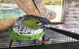 Conures birds for sale: 2 CONURES FOR SALE - SOLD AS A PAIR - Image 2