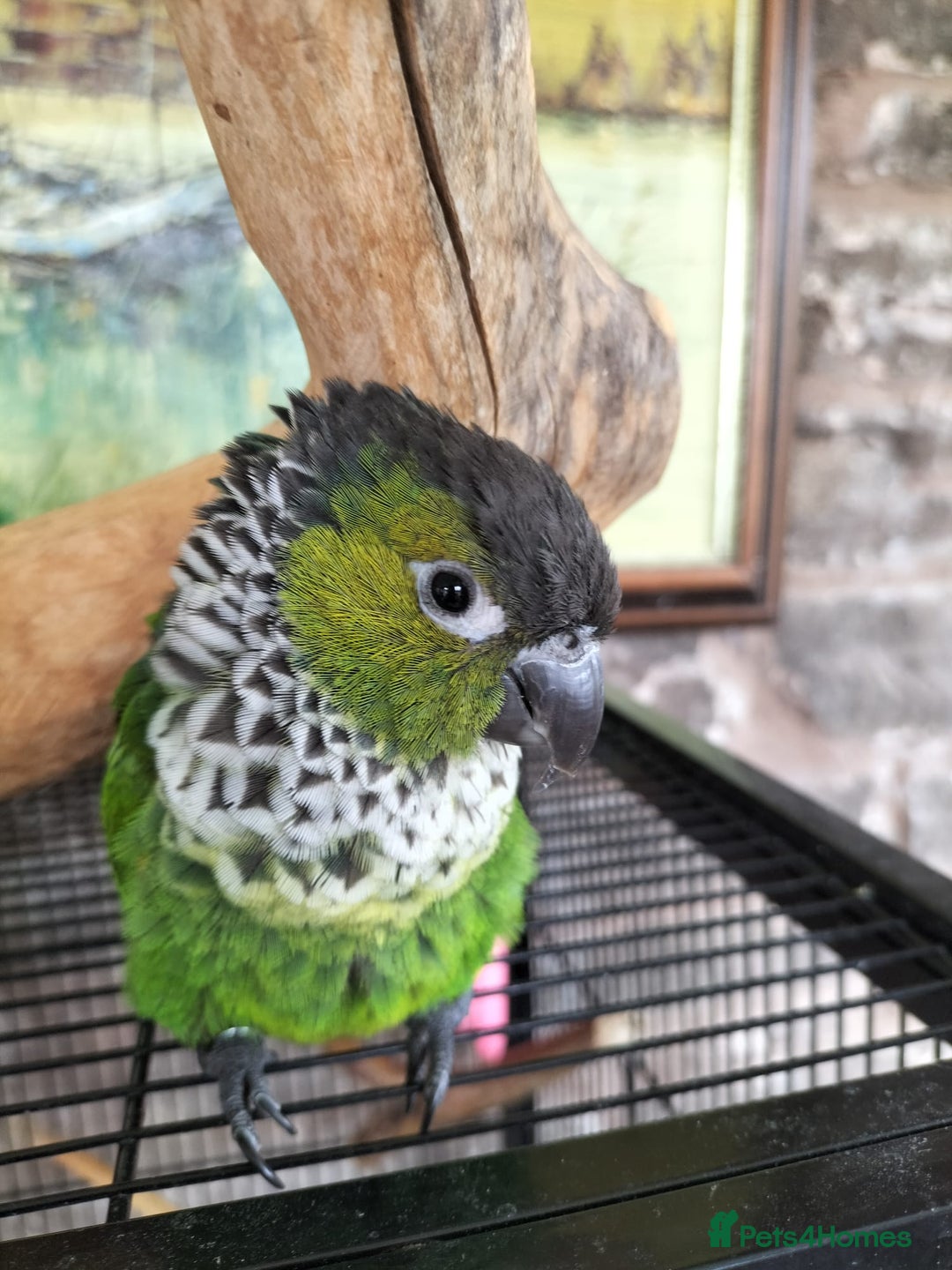 Conures birds for sale: 2 CONURES FOR SALE - SOLD AS A PAIR - Image 2