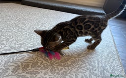 Bengal cats for sale: Pedigree TICA Bengal Brown Rosetted Male Kitten - Image 29
