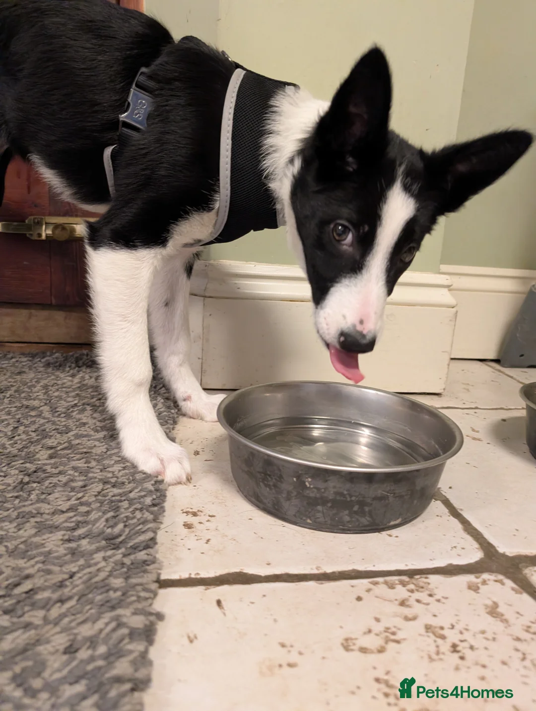 Border Collie dogs for sale: Polly & poppy.  - Advert 2