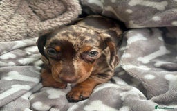 Miniature Dachshund dogs for sale: beautiful little dapple miniature Dachshund - Image 1