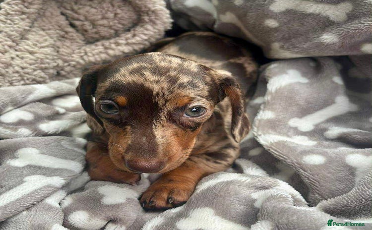 Miniature Dachshund dogs - Advert 1