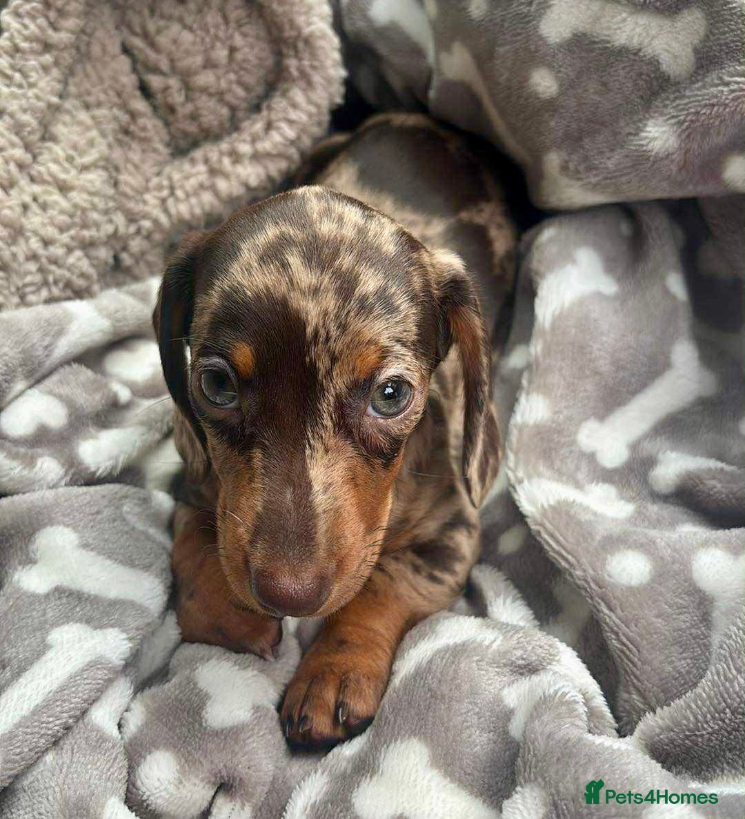 Miniature Dachshund dogs for sale: beautiful little dapple miniature Dachshund - Image 1