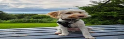 Cockapoo dogs for sale: F1B Male cockapoo rehome  in Elgin - Advert 3