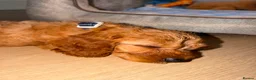 Cavapoo dogs for sale: F2 Cavapoos in Port Glasgow - Advert 1