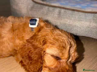 Cavapoo dogs F2 Cavapoos - Advert 1