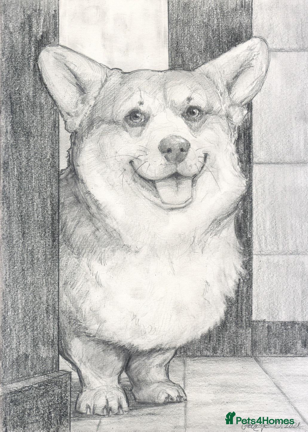 Welsh Corgi Pembroke dogs Corgi dog WANTED  - Advert 2