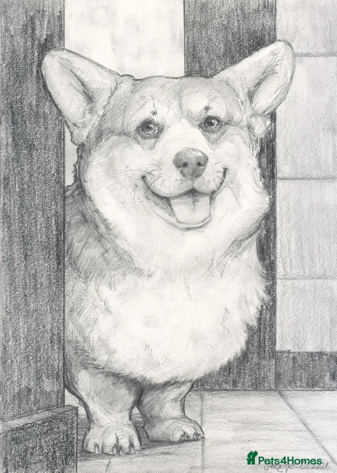 Welsh Corgi Pembroke dogs for sale: Corgi dog WANTED  in Dunmow - Advert 1